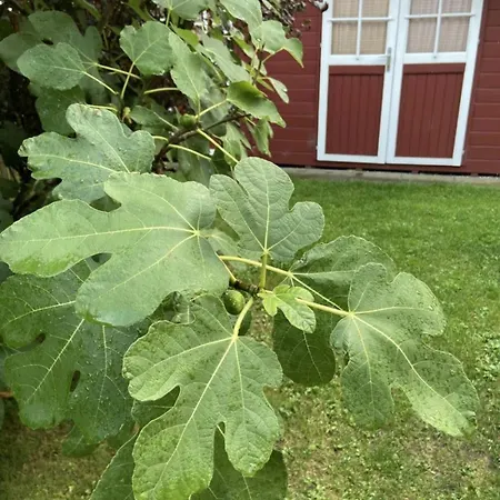 Ferienhaus Garten, Sonnenterrasse Und Strandkorb